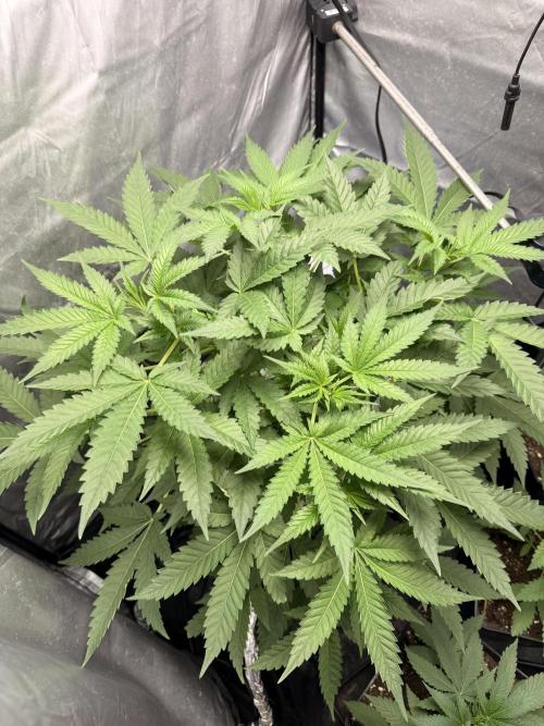 Cultivo GreenponicSpa💚. Week 5 - Nuestra Gomu Gomu Mango de high breed seeds en fechas 02/06/26