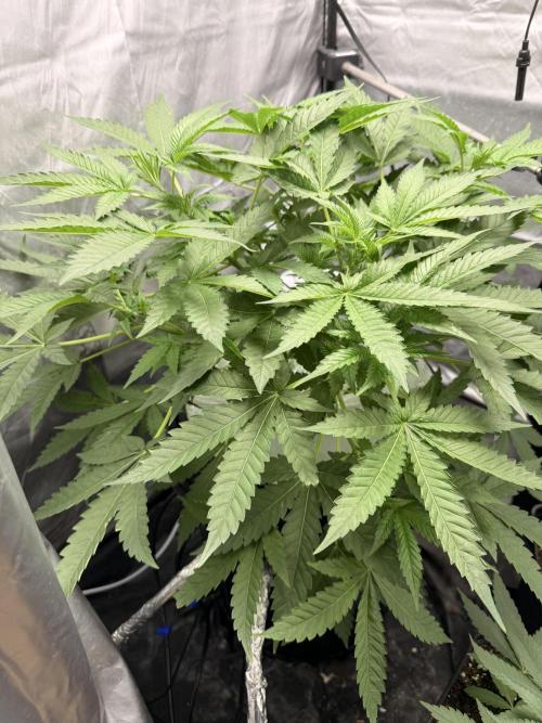 Cultivo GreenponicSpa💚. Week 5 - Nuestra Gomu Gomu Mango de high breed seeds en fechas 02/06/26