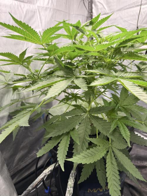 Cultivo GreenponicSpa💚. Week 5 - Nuestra Gomu Gomu Mango de high breed seeds en fechas 02/06/26