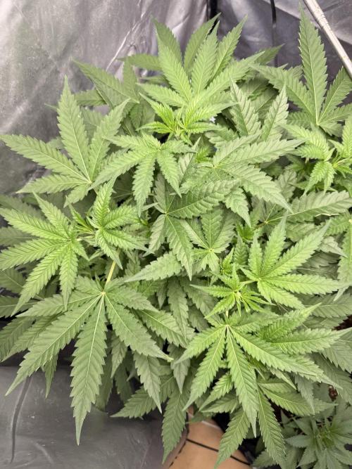 Cultivo GreenponicSpa💚. Week 5 - Nuestra Gomu Gomu Mango de high breed seeds en fechas 02/06/26