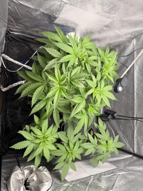 Cultivo GreenponicSpa💚. Week 5 - Armario de crecimiento donde está la Gomu Gomu y las Lemonpaya 
