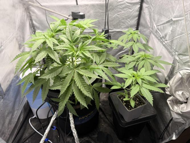 Cultivo GreenponicSpa💚. Week 5 - Armario de crecimiento donde está la Gomu Gomu y las Lemonpaya 