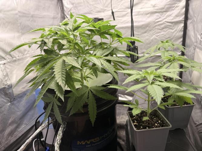 Cultivo GreenponicSpa💚. Week 5 - Armario de crecimiento donde está la Gomu Gomu y las Lemonpaya 