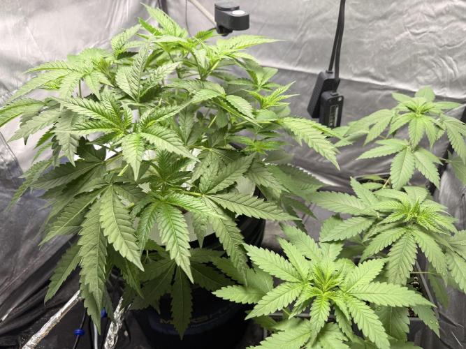 Cultivo GreenponicSpa💚. Week 5 - Armario de crecimiento donde está la Gomu Gomu y las Lemonpaya 