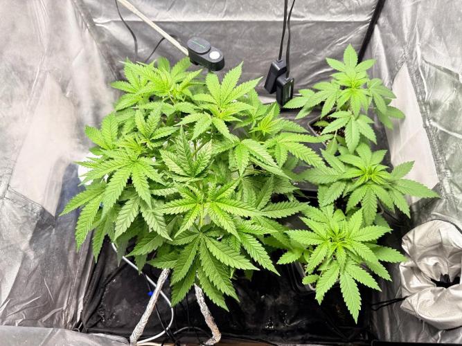 Cultivo GreenponicSpa💚. Week 5 - Armario de crecimiento donde está la Gomu Gomu y las Lemonpaya 