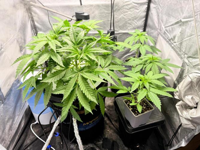 Cultivo GreenponicSpa💚. Week 5 - Armario de crecimiento donde está la Gomu Gomu y las Lemonpaya 