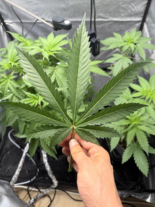 Cultivo GreenponicSpa💚. Week 5 - Las hojas de nuestra Gomu Gomu 