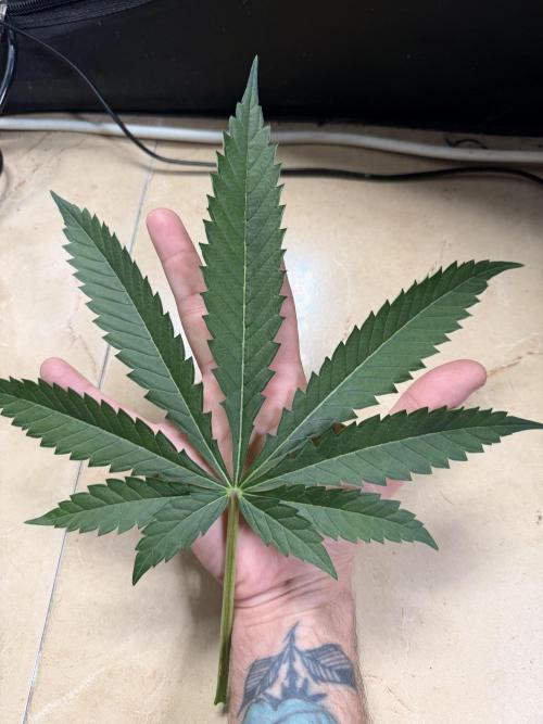 Cultivo GreenponicSpa💚. Week 5 - Las hojas de nuestra Gomu Gomu 