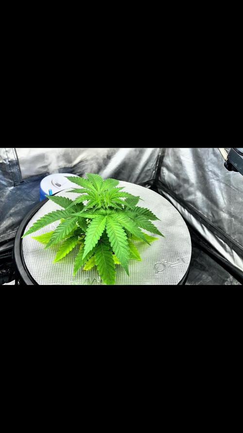 Cultivo GreenponicSpa💚