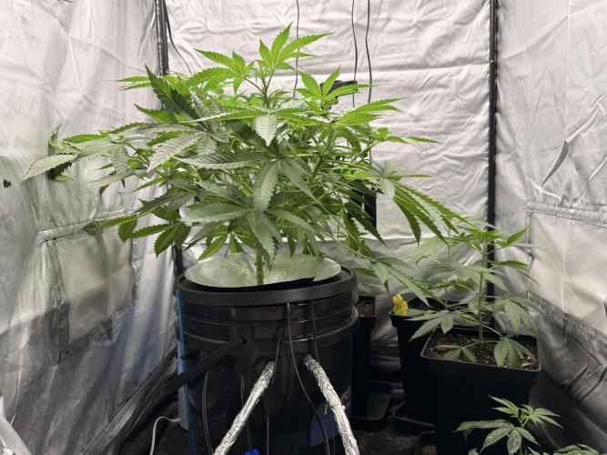 Cultivo GreenponicSpa💚. Week 6 - Después de quitarle las ramas bajas 