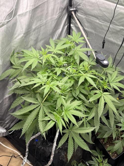 Cultivo GreenponicSpa💚. Week 6 - Desde diagonal!