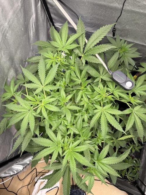 Cultivo GreenponicSpa💚. Week 6 - Desde arriba!