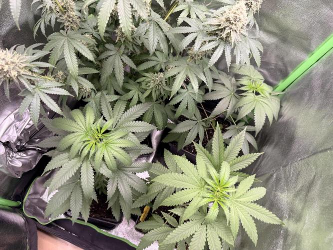 Cultivo GreenponicSpa💚. Week 7 - Nuestras Lemonpaya en el otro armario. 
