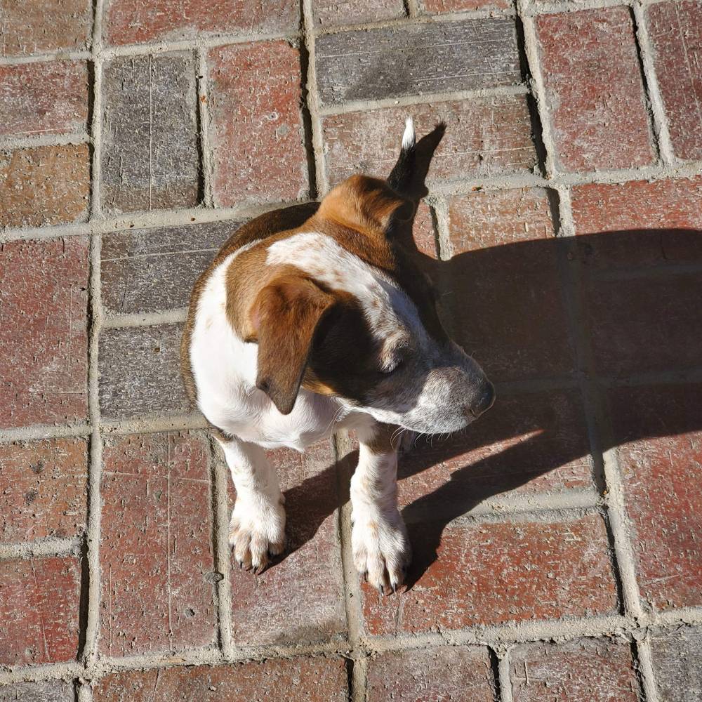 10th Grape Diamonds R2, Ethos COTTON CANDY GRAPE, Ethos GRAPE