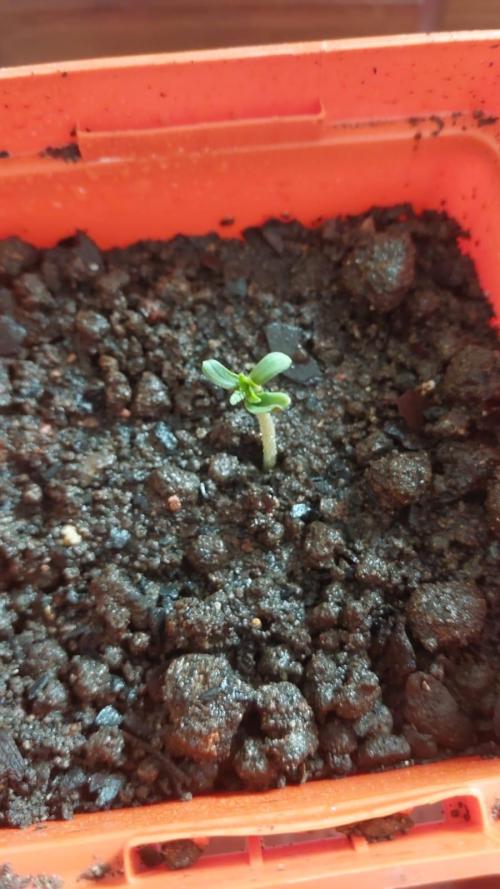 Garden of Grape Gasoline. Week 0