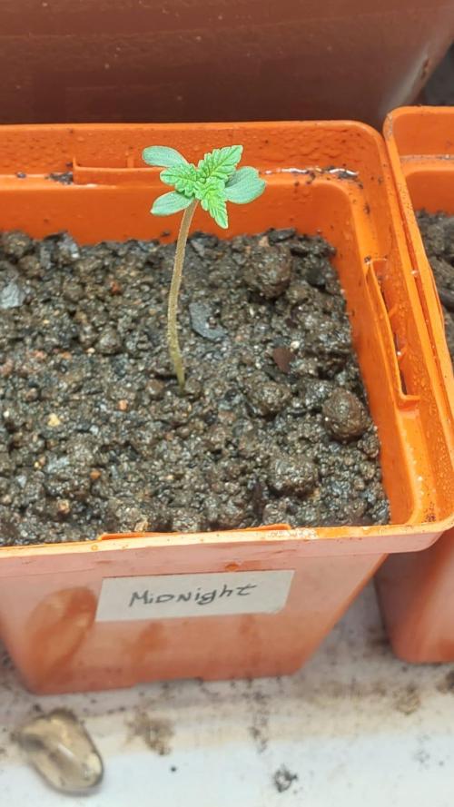 Garden of Grape Gasoline. Week 0
