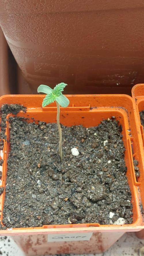 Garden of Grape Gasoline. Week 0