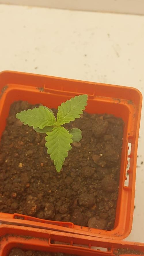 Garden of Grape Gasoline. Week 0