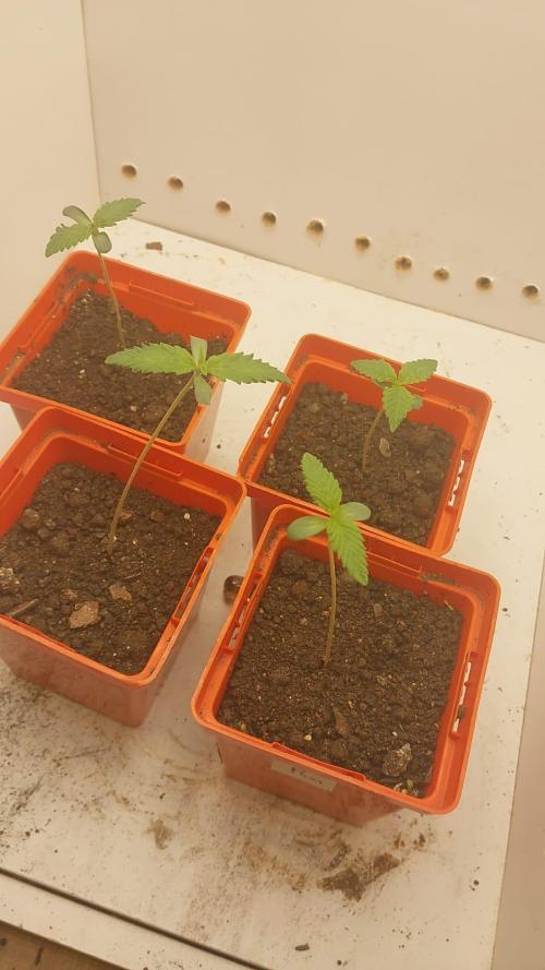 Garden of Grape Gasoline. Week 0