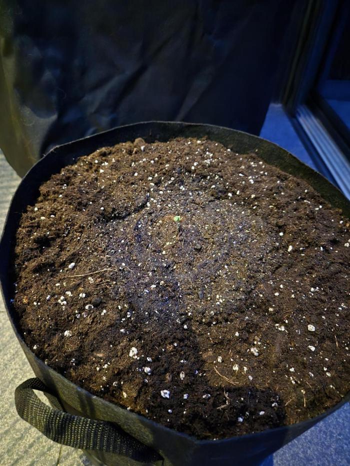 GanjaHulk - Outdoor 2026. Week 1