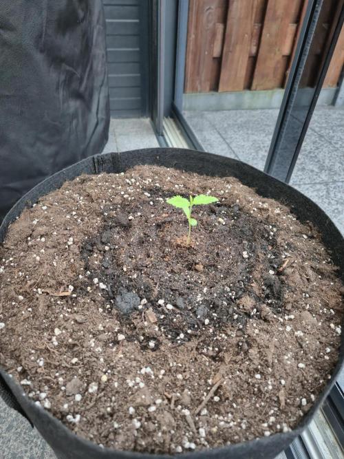 GanjaHulk - Outdoor 2026. Week 2