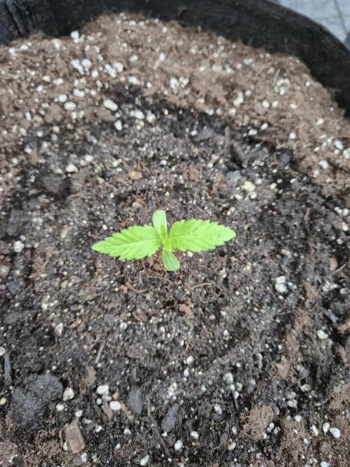 Critical Impact. Week 2