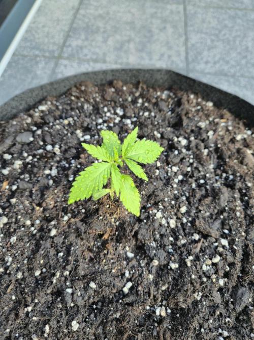 GanjaHulk - Outdoor 2026. Week 3