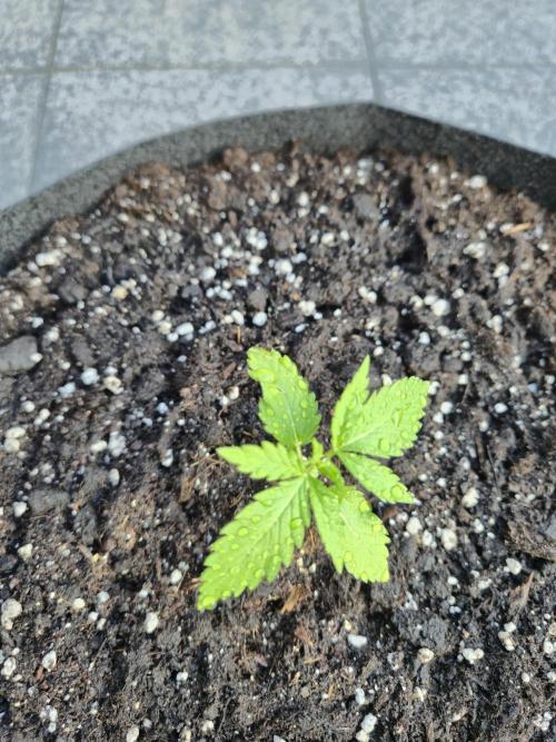 GanjaHulk - Outdoor 2026. Week 3