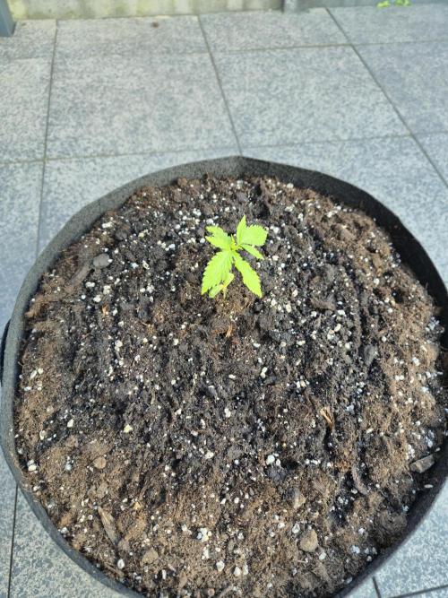 GanjaHulk - Outdoor 2026. Week 3