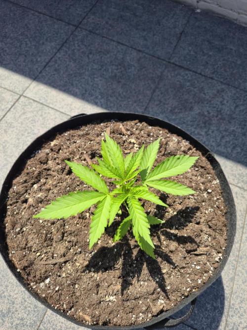 GanjaHulk - Outdoor 2026. Week 4
