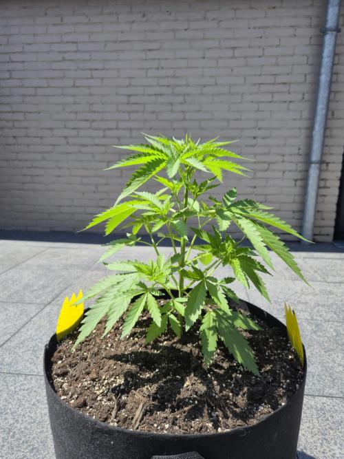 Critical Impact. Week 5