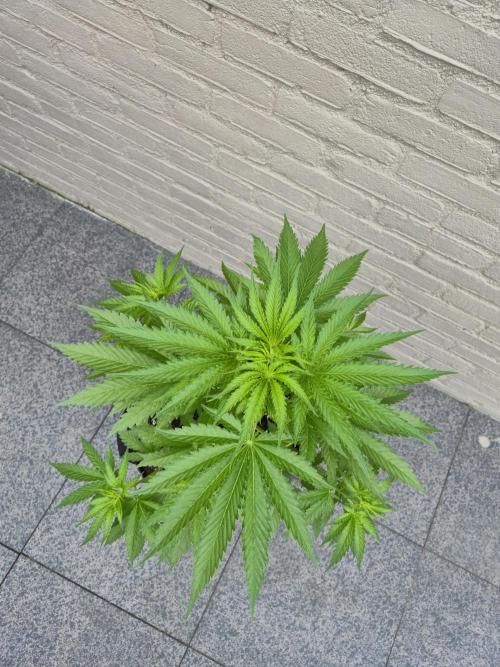 Critical Impact. Week 6