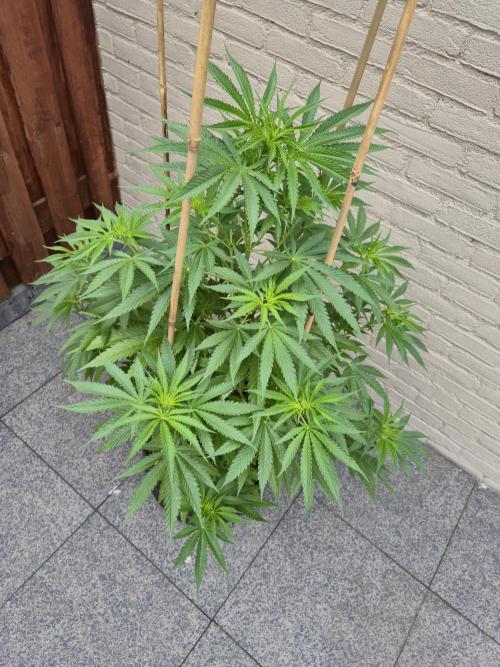 Critical Impact. Week 8