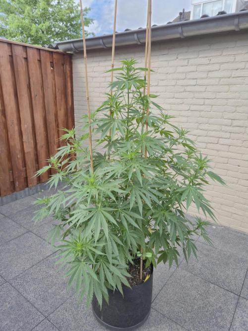 Critical Impact. Week 10