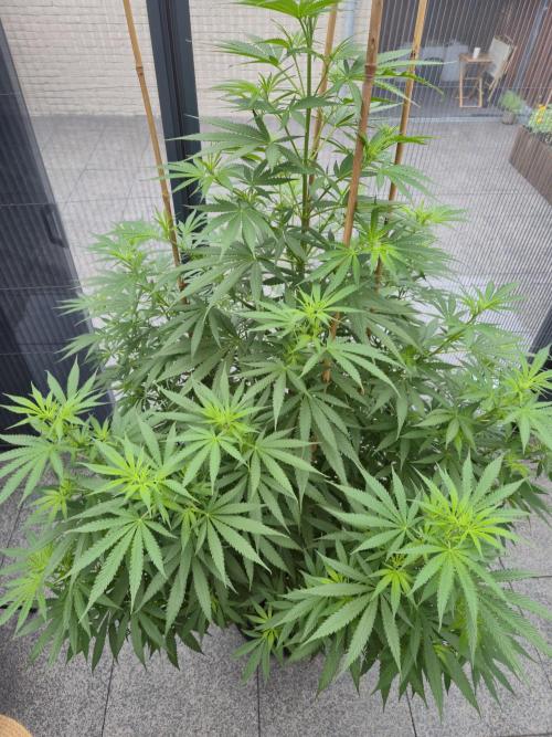 Critical Impact. Week 12