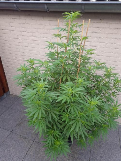 Critical Impact. Week 13