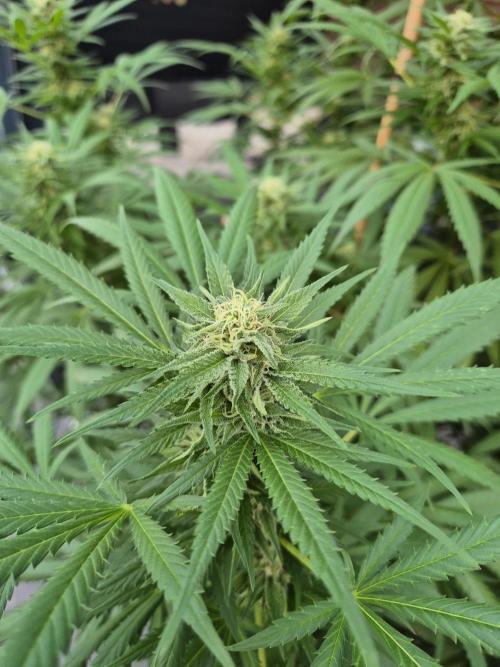 Critical Impact. Week 18
