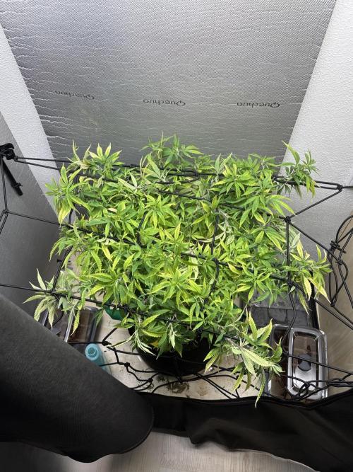 Super Lemon Haze X Pink Candy. Week 1