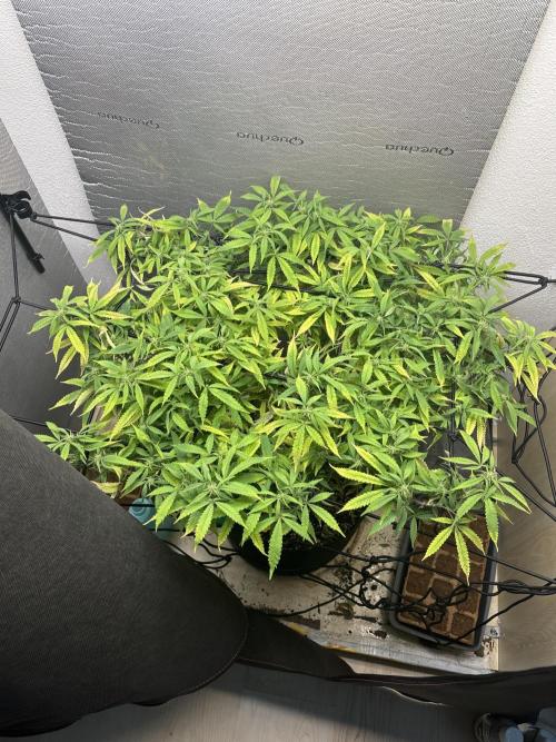 Super Lemon Haze X Pink Candy. Week 1