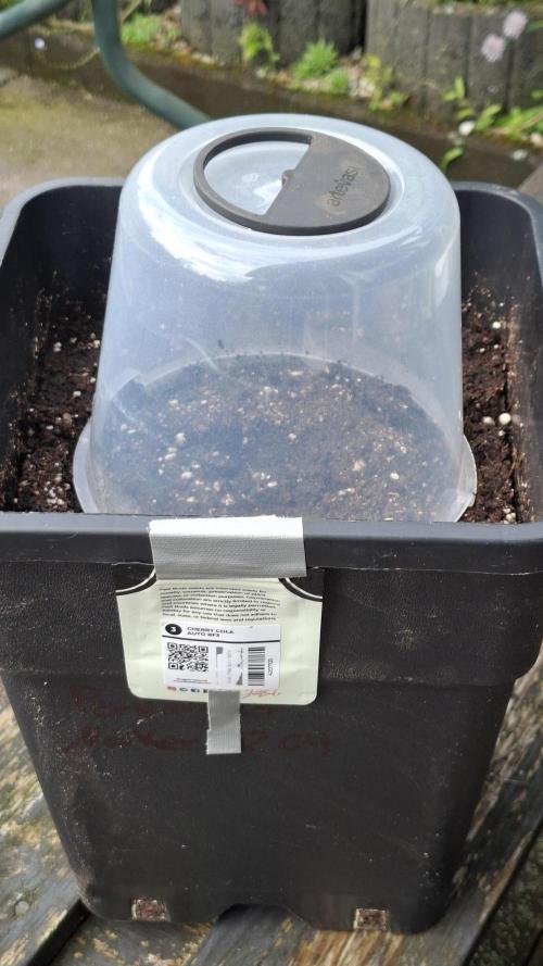 CHERRY COLA AUTO RF3  Fast Buds. Week 0 - Terassenplatz in der Sonne. 
