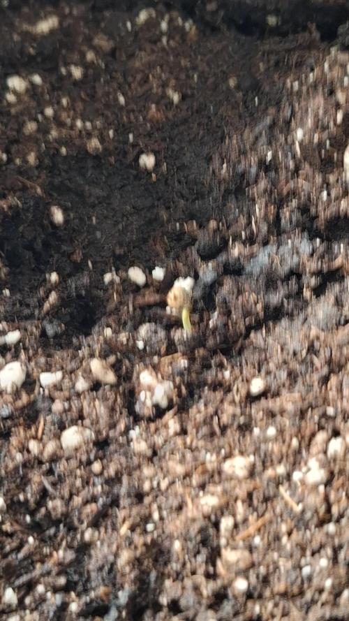 CHERRY COLA AUTO RF3  Fast Buds. Week 0 - Nach 1 weiteren tag.