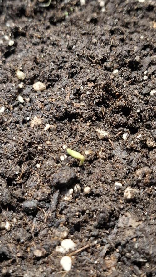 CHERRY COLA AUTO RF3  Fast Buds. Week 1 - Ganze woche ist nix passiert. Leider nix geworden.  