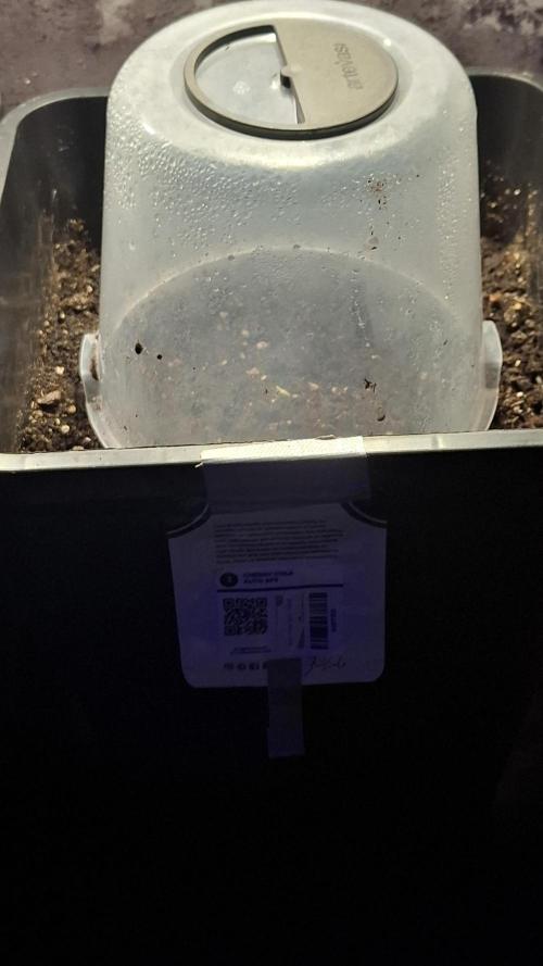 CHERRY COLA AUTO RF3  Fast Buds. Week 1 - Mit haube