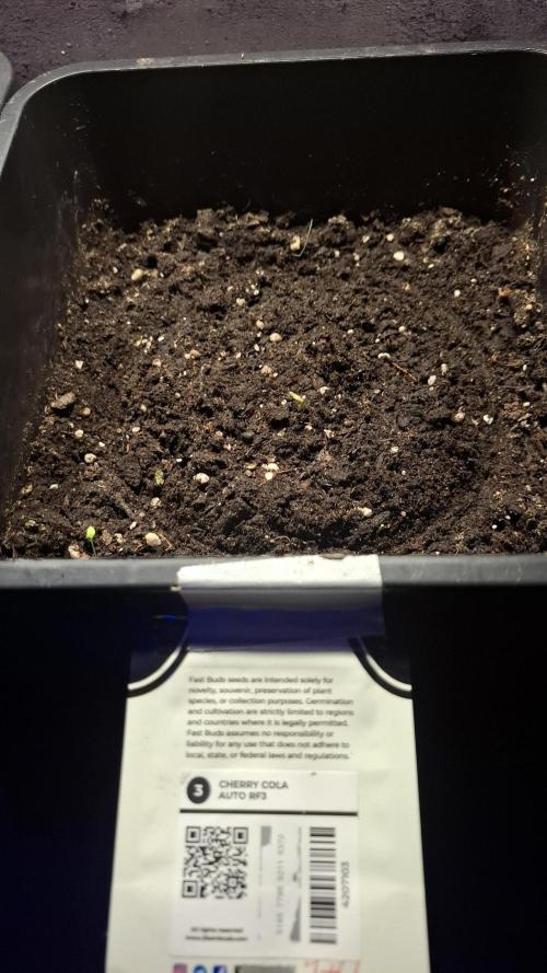 CHERRY COLA AUTO RF3  Fast Buds. Week 1 - Aber schaut komisch aus.