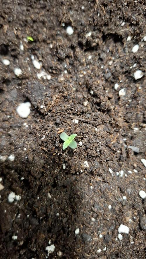 Orange Präsident auto. Week 1