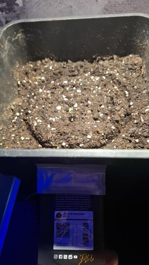Orange Präsident auto. Week 1