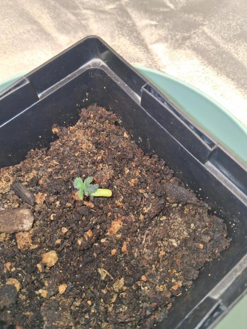 Grow number 1. Week 0
