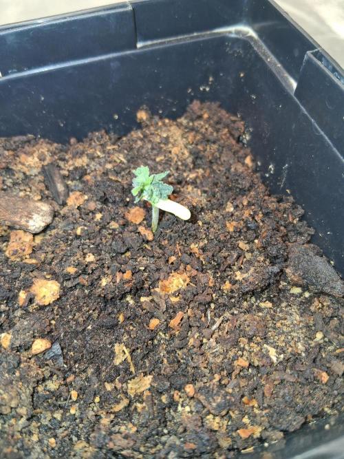 Grow number 1. Week 0