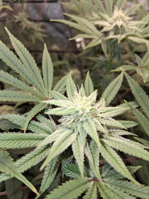 My second grow. Week 4