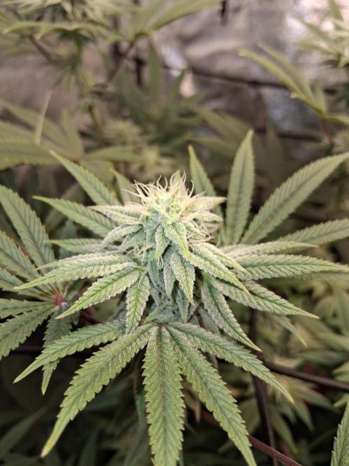 My second grow. Week 4